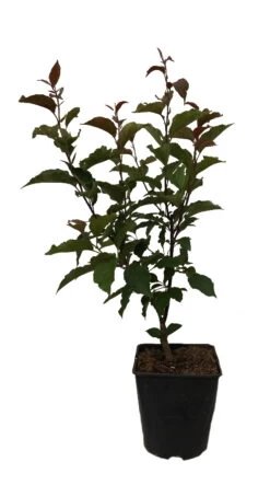 Säulenzierapfel "Red Obelisk" Malus `Red Obelisk´ -Qualitätspflanzenladen Red Obelisk12