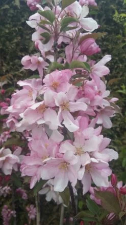 Säulenzierapfel "Red Obelisk" Malus `Red Obelisk´ -Qualitätspflanzenladen Red Obelisk5728ab6c725bc