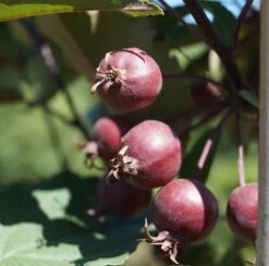 Säulenzierapfel "Red Obelisk" Malus `Red Obelisk´ -Qualitätspflanzenladen Red Obelisk5b3b7e7a79821