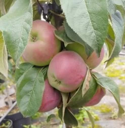 Säulenapfel `Red River´ Malus Domestica `Red River´ 7 Säulenapfel `Red River´ Malus Domestica `Red River´ -Qualitätspflanzenladen Red River