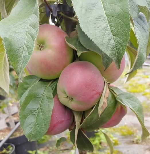 Säulenapfel `Red River´ Malus Domestica `Red River´ 3 Säulenapfel `Red River´ Malus Domestica `Red River´ – Bild 3