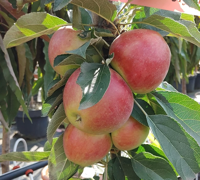 Säulenapfel `Red River´ Malus Domestica `Red River´ 2 Säulenapfel `Red River´ Malus Domestica `Red River´ – Bild 2