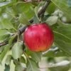 Reglindis ® Malus Domestica `Reglindis´