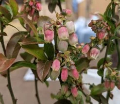 Heidelbeere - Reka Vaccinum Corymbosum `Reka´ -Qualitätspflanzenladen Reka Bl te