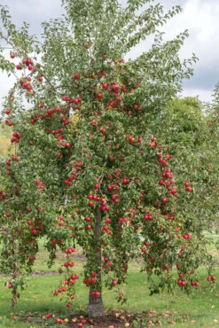 Rewena ® Malus Domestica -Qualitätspflanzenladen Rewena