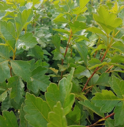 Duftender Essigbaum / Gewürz-Sumach `Grow Low´ Rhus Aromatica 2 Duftender Essigbaum / Gewürz-Sumach `Grow Low´ Rhus Aromatica – Bild 2