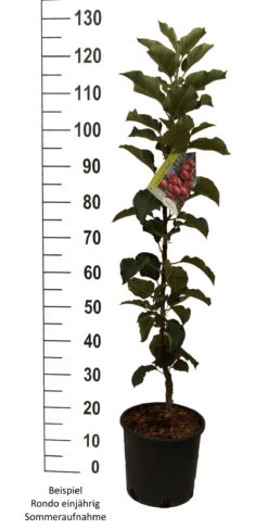 Säulenapfel `Rondo´ Malus Domestica `Rondo´ -Qualitätspflanzenladen Rondo einj hrig weiss