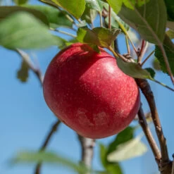 Rosette® Malus Domestica -Qualitätspflanzenladen Rosette 2