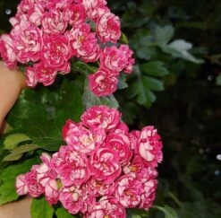 Rotdorn `Pauls Scarlet´ Crataegus Laevigata `Pauls Scarlet´ -Qualitätspflanzenladen Rotdorn bl te