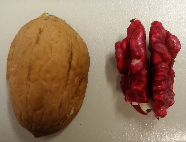 Walnuss `Rote Donaunuss´ Juglans Regia `Rote Donaunuss´ 2 Walnuss `Rote Donaunuss´ Juglans Regia `Rote Donaunuss´ – Bild 2