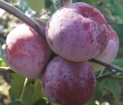 Russinka Malus Domestica `Russinka´