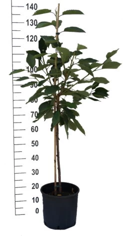 Schneiders Späte Knorpelkirsche Prunus Avium `Schneider´s Späte Knorpelkirsche´ -Qualitätspflanzenladen S sskirsche Beispiel BuschbaumSspZcIS08ZKVN