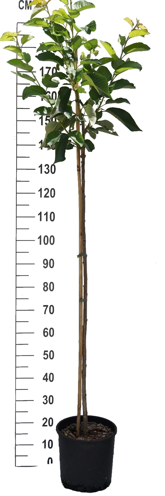 Oktavia Prunus Avium `Oktavia´ 2 Oktavia Prunus Avium `Oktavia´ – Bild 2