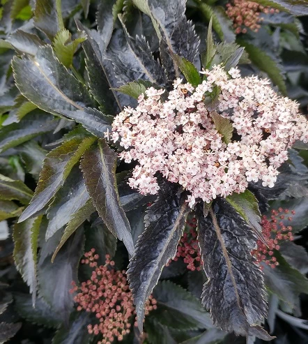 Holunder-Säule Black Tower (R) Sambucus Nigra `Black Tower´ 1 Holunder-Säule Black Tower (R) Sambucus Nigra `Black Tower´