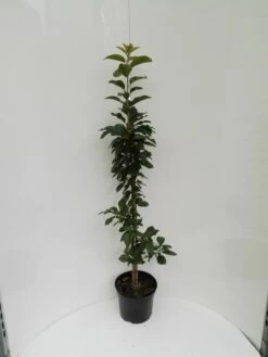 Säulensauerkirsche `Jachim´ Prunus Cerasus `Jachim´ -Qualitätspflanzenladen S ulensauerkirsche