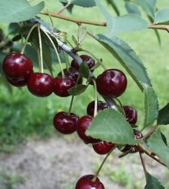 Safir ® Prunus Cerasus `Safir´