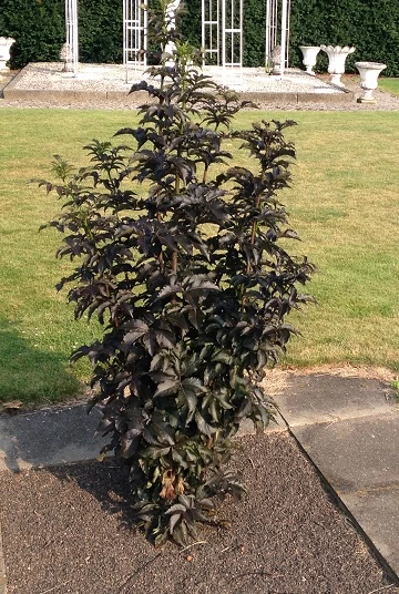 Holunder-Säule Black Tower (R) Sambucus Nigra `Black Tower´ 2 Holunder-Säule Black Tower (R) Sambucus Nigra `Black Tower´ – Bild 2