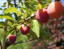 Santa Rosa Japanische Pflaume Prunus Salicina `Santa Rosa´ -Qualitätspflanzenladen Santa Rosa Frucht im Juli