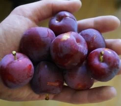 Santa Rosa Japanische Pflaume Prunus Salicina `Santa Rosa´ -Qualitätspflanzenladen Santa rosa45