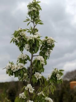 Säulenbirne `Saphira´ 150-175cm (zweijährig) Pyrus Communis `Saphira´ -Qualitätspflanzenladen Saphira Bl te2