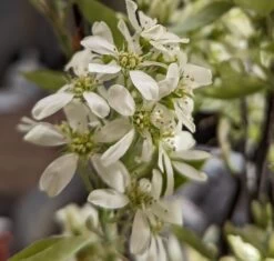 Qualitätspflanzenladen -Qualitätspflanzenladen Saskatoon BerryNOyShINkSeAar