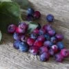 Saskatoon Berry Amelanchier Alnifolia `Saskatoon Berry´