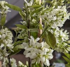 Saskatoon Berry Amelanchier Alnifolia `Saskatoon Berry´ -Qualitätspflanzenladen Saskatoon berry Bl te