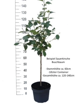 Morina ® Prunus Cerasus `Morina´ -Qualitätspflanzenladen Sauerkirsche Beispiel BuschbaumYjNYLonsi0Lhl