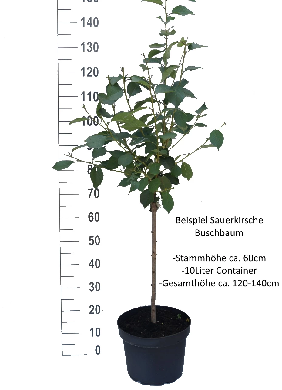 Achat Ⓢ Prunus Cerasus `Achat´ 4 Achat Ⓢ Prunus Cerasus `Achat´ – Bild 4
