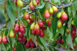 Qualitätspflanzenladen -Qualitätspflanzenladen Sch nbrunner Gourmet Dirndl
