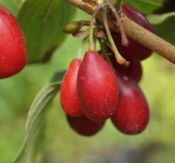 Großfrüchtige Kornelkirsche `Schönbrunner Gourmet Dirndl´ Cornus Mas `Schönbrunner Gourmetdirndl´ 9 Großfrüchtige Kornelkirsche `Schönbrunner Gourmet Dirndl´ Cornus Mas `Schönbrunner Gourmetdirndl´ -Qualitätspflanzenladen Sch nbrunner2