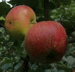 Schöner Aus Nordhausen Malus Domestica `Schöner Aus Nordhausen´ 7 Schöner Aus Nordhausen Malus Domestica `Schöner Aus Nordhausen´ -Qualitätspflanzenladen Sch ner aus NordhausenbKJINAoRTLyjv