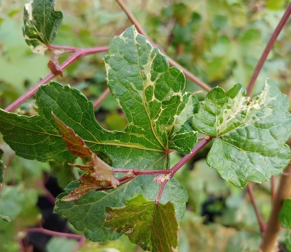 Porzellanbeere / Scheinrebe `Elegans´ Ampelopsis Brevipedunculata `Elegans´ 3 Porzellanbeere / Scheinrebe `Elegans´ Ampelopsis Brevipedunculata `Elegans´ – Bild 3