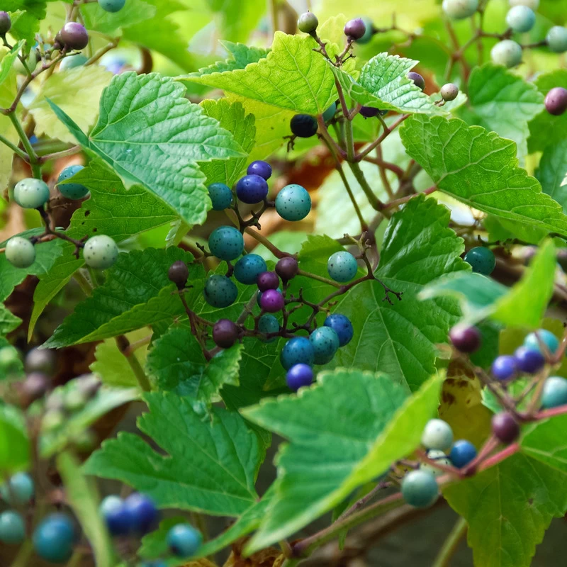 Porzellanbeere / Scheinrebe `Elegans´ Ampelopsis Brevipedunculata `Elegans´ 2 Porzellanbeere / Scheinrebe `Elegans´ Ampelopsis Brevipedunculata `Elegans´ – Bild 2