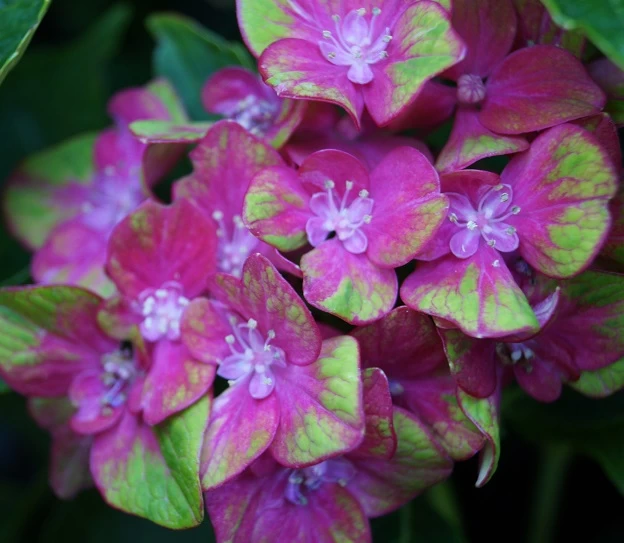Bauern-Hortensie `Schloss Wackerbarth´ Hydrangea Macrophylla `Schloss Wackerbarth´ 1 Bauern-Hortensie `Schloss Wackerbarth´ Hydrangea Macrophylla `Schloss Wackerbarth´