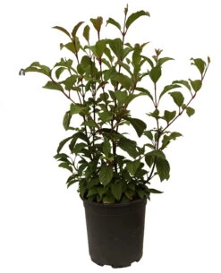 Duftender Winterschneeball `Dawn´ Viburnum Bodnantense `Dawn´ -Qualitätspflanzenladen Schneeball Dawn weiss