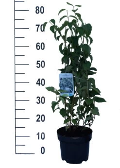 Bauern-Jasmin `Schneesturm´ Philadelphus Coronarius `Schneesturm´ -Qualitätspflanzenladen Schneesturm