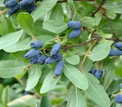 Sibirische Blaubeere / Maibeere Lonicera Kamtschatica