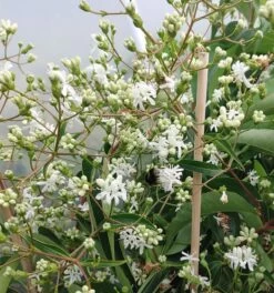 Sieben-Söhne-des-Himmels-Strauch Heptacodium Miconioides -Qualitätspflanzenladen Sieben S hne