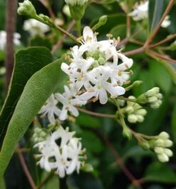 Sieben-Söhne-des-Himmels-Strauch Heptacodium Miconioides -Qualitätspflanzenladen Sieben S hne des Himmels