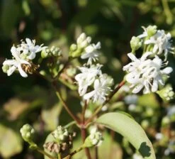 Sieben-Söhne-des-Himmels-Strauch Heptacodium Miconioides -Qualitätspflanzenladen Sieben S hne des himmels 1