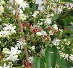 Sieben-Söhne-des-Himmels-Strauch Heptacodium Miconioides -Qualitätspflanzenladen Sieben s hne1