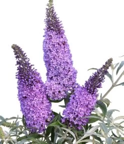 Schmetterlingsflieder Butterfly Candy® (versch. Farben) Buddleja Davidii -Qualitätspflanzenladen Sommerflieder lila blau