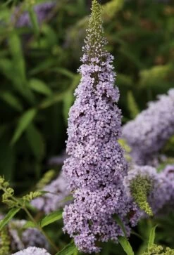 Schmetterlingsflieder Butterfly Candy® (versch. Farben) Buddleja Davidii -Qualitätspflanzenladen Sommerflieder lila weiss