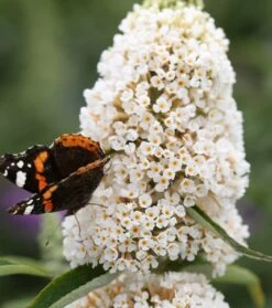 Schmetterlingsflieder Butterfly Candy® (versch. Farben) Buddleja Davidii -Qualitätspflanzenladen Sommerflieder weiss1