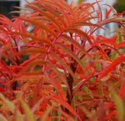 Eberesche `Dodong´ Sorbus Conmixta `Dodong´ -Qualitätspflanzenladen Sorbus Dodong4