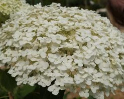 Garten-Hortensie `Incrediball®´ Hydrangea Arborescens -Qualitätspflanzenladen Strong anabelle1