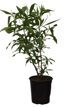 Sommerglocke / Baumoleander `Summer Bells´ Chitalpa Tashkentensis `Summer Bells´ -Qualitätspflanzenladen Summer bells