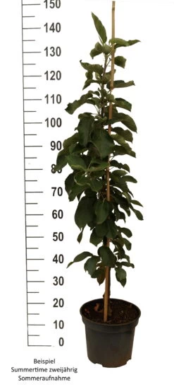 Qualitätspflanzenladen -Qualitätspflanzenladen Summertime S ule weiss