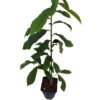 Veredelte Indianerbanane `Sunflower´ Asimina Triloba `Sunflower´